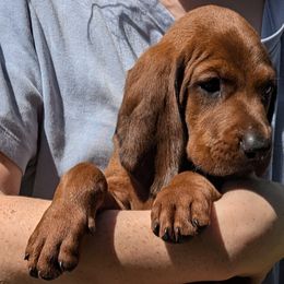 Lily  (white collar) - Redbone Coonhound puppy from Cedar Forest Redbones