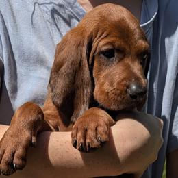 Lily  (white collar) - Redbone Coonhound puppy from Cedar Forest Redbones