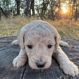 Willow - Apricot female Goldendoodle puppy in Redding, California from O’Hara  Doodles