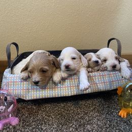 Cockapoo Puppies from Country J Canines