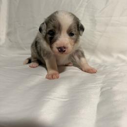Y - Blue merle male Australian Shepherd puppy in Lynnville, Indiana from Moonlightaussies