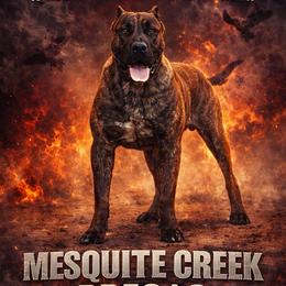 Taz - Tiger male Perro de Presa Canario puppy in Goshen, Alabama from Mesquite Creek Kennels