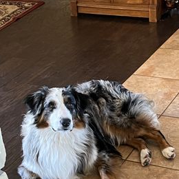 Waylon - Australian Shepherd