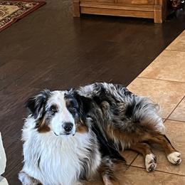 Waylon - Australian Shepherd