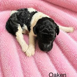 Oaken - Parti female Poodle puppy in Washington, Pennsylvania from Patriotic Poodles