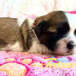 Tatum - Gold and white female Shih Tzu puppy in Hemet, California from Aloha Shih Tzu