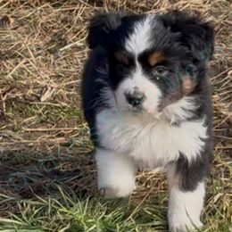 Ember - Reduced - Black tri female Miniature Australian Shepherd puppy in Oronogo, Missouri from Dutton's Show Me Farms