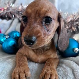 Noelle - Red female Dachshund puppy in Ocala, Florida from Weenie Boops