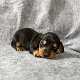 Chai - Black and tan male Dachshund puppy in Live Oak, Florida from Johnson’s Weiner Farm