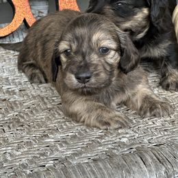 Roman - Brindle male Dachshund puppy in Paw Paw, Michigan from Mulberry Meadow Farms