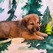 Fir - Tawny male Chinook puppy in Gilbert, Washington from Desert Sol Chinooks