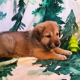 Fir - Tawny male Chinook puppy in Gilbert, Washington from Desert Sol Chinooks