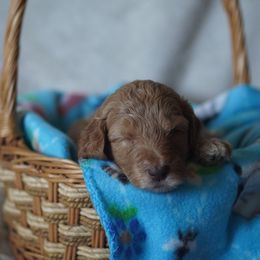 Goldendoodle Puppies from MissPatsDoodles