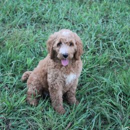 Mackenzie - Red  female Goldendoodle puppy in Charleston, Arkansas from Lazy S Aussies