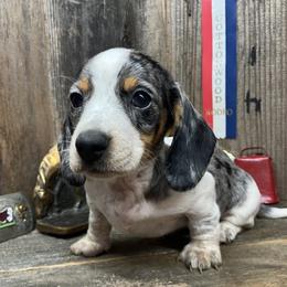 Haven - Dapple female Dachshund puppy in Redding, California from CountrySide Wieners