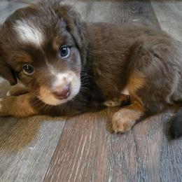 Talako (with tail) - Red tri male Miniature Australian Shepherd puppy in Arlington, Texas from CopperHead Aussies