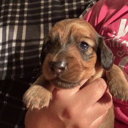 Shaded red boy - Red Dachshund puppy in Mc Donough, Georgia from Doxie Gang