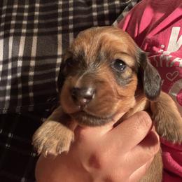 Shaded red boy - Red Dachshund puppy in Mc Donough, Georgia from Doxie Gang