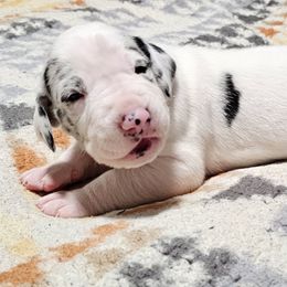 Pebbles - Harlequin female Great Dane puppy in Castle Rock, Washington from Uber Alles Great Danes
