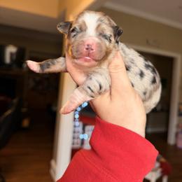 Bluebell - Blue merle female Miniature Australian Shepherd puppy in Buchanan, Georgia from Stanleyville Farm Mini Aussies