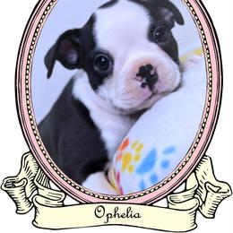 Baby Ophelia - Black and white female Boston Terrier puppy in Kingsport, Tennessee from Sleepwalker Bostons