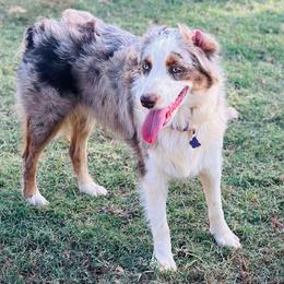 Mack - Anatolian Shepherd Dog