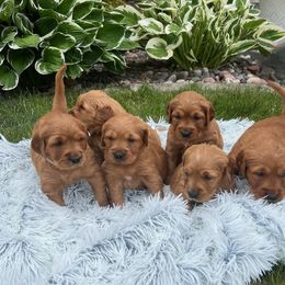 Golden Retriever Puppies from Meadow Creek Goldens