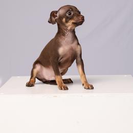 Teddy - Brown and tan male Russian Toy puppy in Citrus Heights, California from Little Royal Hearts