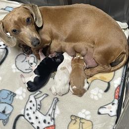Layla - Dachshund