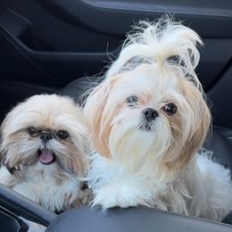 Shih Tzu puppies from California Dreamin’ Shih Tzus