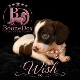 Wish - Chocolate and cream female Dachshund puppy in Lexington, Oklahoma from BooneDox Miniature Dachshunds