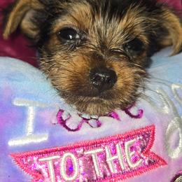 Fiona - Black and tan female Yorkshire Terrier puppy in Conyers, Georgia from Furrever Puppy Co.