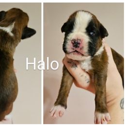 Girl 1 - Brindle female Boxer puppy in Piedmont, South Carolina from SmashBox Kennel