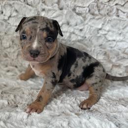 Mystique - Blue tri-color female American Bully puppy in Purdy, Missouri from Shotgun Pups