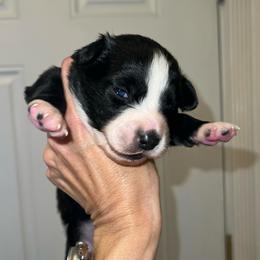 Crystal - Black tri-color female Australian Shepherd puppy in Piedmont, Oklahoma from HeartDriven Aussies