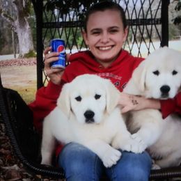 Golden Retriever Puppies from Happy Home English Cream Golden Retriever Breeders of SC