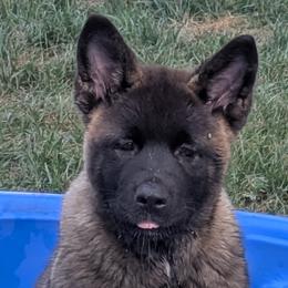 Akita Puppies from Akita Kai Magic