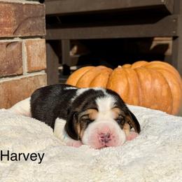Harvey - Black white and tan male Beagle puppy in Mansfield, Missouri from Rippee Creek Kennel