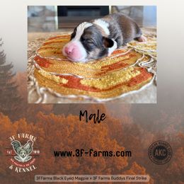 Oak - Sable male Pembroke Welsh Corgi puppy in Elberta, Utah from 3F Farms- Pembroke Welsh Corgis and Irish Wolfhounds