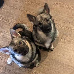 Swedish Vallhunds from Beidelyn Swedish Vallhunds