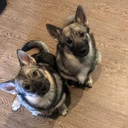 Swedish Vallhunds from Beidelyn Swedish Vallhunds