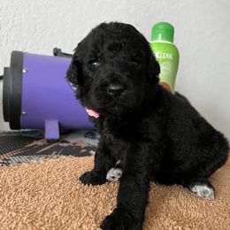 Poodle Puppies from Tyler Family Poodles