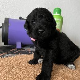Poodle Puppies from Tyler Family Poodles