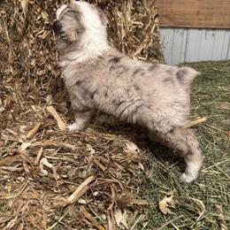 Miniature Australian Shepherd Puppies from Mid-Plains Mini Aussies