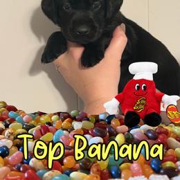Top Banana - Black female Labrador Retriever puppy in Water Valley, Mississippi from Three Lakes Labs & WHDs