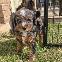 Green Collar Male - Merle male Double Doodle puppy in Killeen, Texas from Parrish Precious Ones Texas