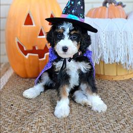 Autumn - Tri-color female Bernedoodle puppy in Russell Springs, Kentucky from 270 Doodles