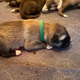 Boy 1 - Fawn male Anatolian Shepherd Dog puppy in Avon Park, Florida from Sandy Pines Homestead