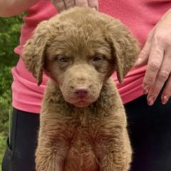 Red Dot Male - Brown male Chesapeake Bay Retriever puppy in Houston, Texas from Monarch Chesapeakes