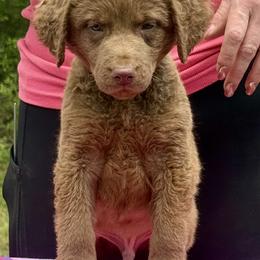 Red Dot Male - Brown male Chesapeake Bay Retriever puppy in Houston, Texas from Monarch Chesapeakes